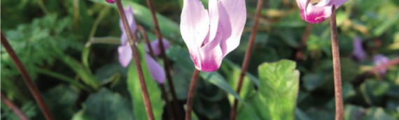 Cyclamen Persicum—The Flower of Mary’s Agony